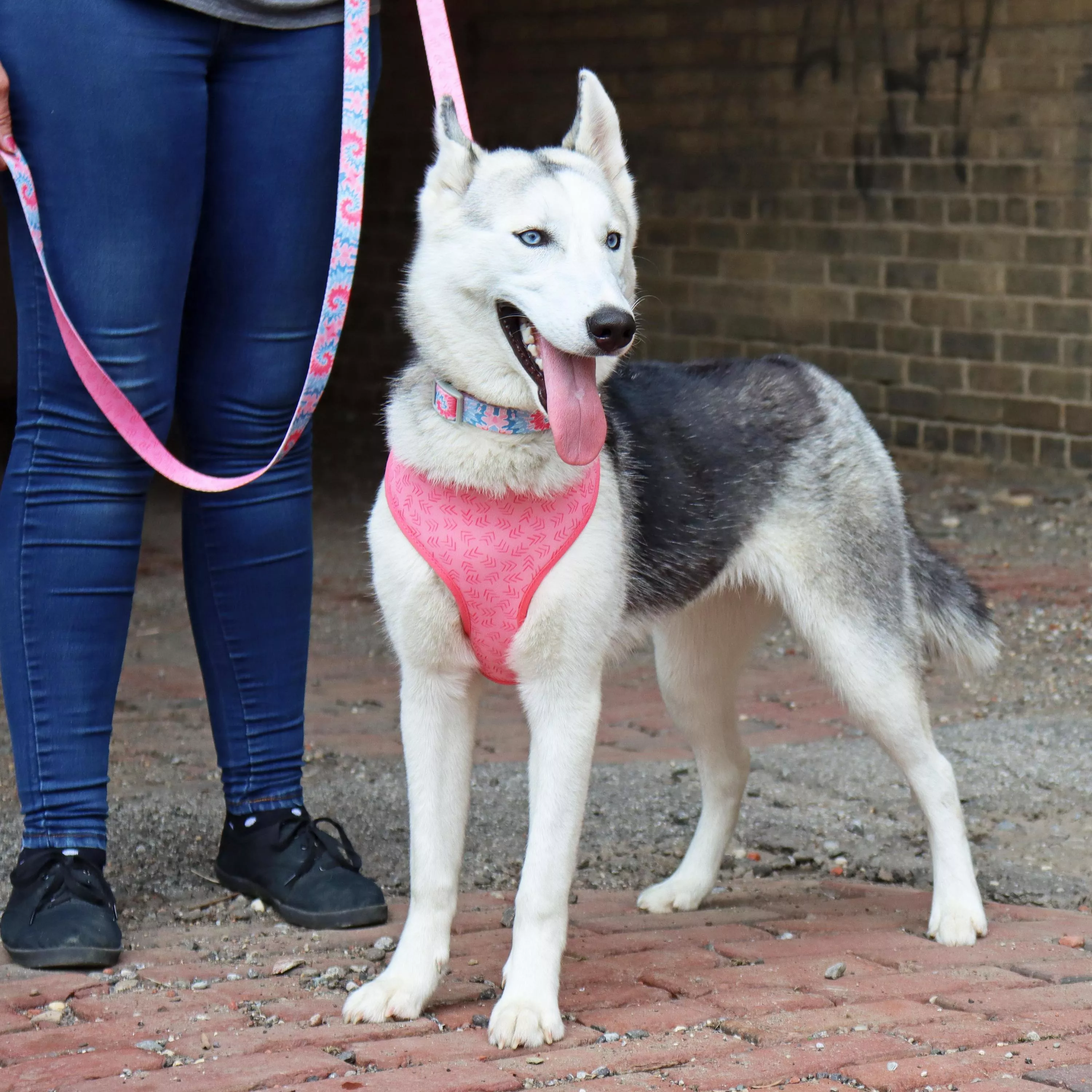A dog stands on a brick walkway beside a person. The dog wears a pink harness with pink arrows. A matching pink leash is held loosely by the person standing next to the dog. Only the person’s legs and one hand are visible. The person wears dark pants and black shoes. Green foliage is in the background.