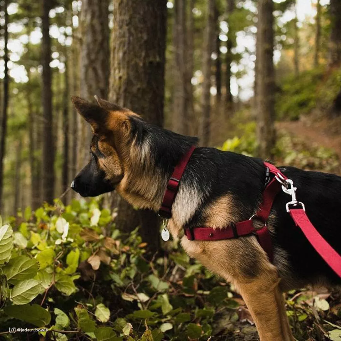 A black‑and‑white dog is walking outdoors wearing a cranberry‑colored collar, a matching harness, and a matching leash. The collar and harness both have black plastic buckles. The background features tall grass and trees.