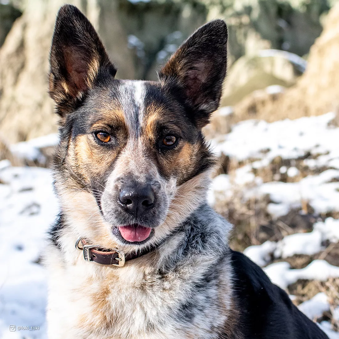 A dog sits outdoors wearing the Circle T® Latigo Leather Town Dog Collar. The collar is reddish‑brown latigo leather with a silver buckle and D‑ring. The leather lies smoothly against the dog’s neck and has visible grain texture. The background includes large rocks and soft natural lighting.
