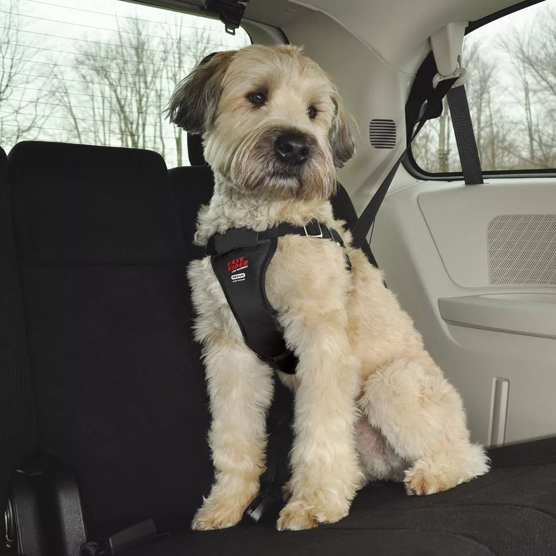 A light‑colored dog with a curly, textured coat is seated on the backseat of a vehicle. The dog is wearing a black car harness with a padded chest plate and wide, adjustable straps. A central red patch on the chest plate displays white printed text that reads “EASY RIDER CAR HARNESS.” A seatbelt is threaded through the back portion of the harness, securing the dog in an upright seated position. The interior of the vehicle includes a dark fabric seat, a side window, and a view of bare winter trees outside.