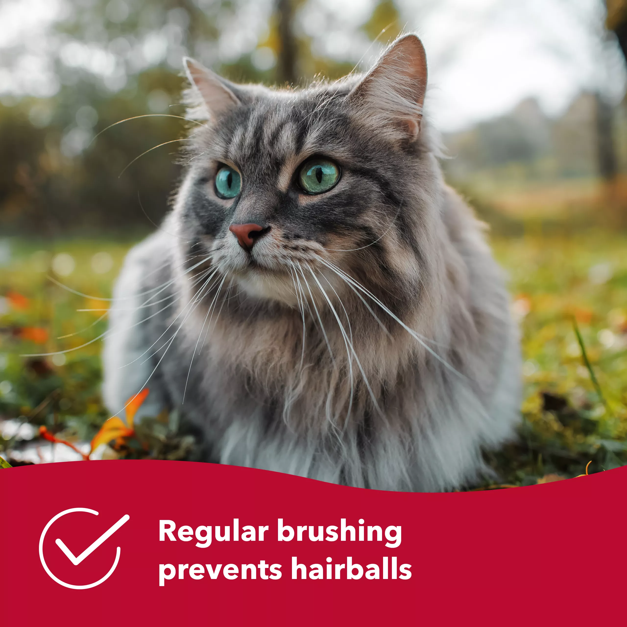 A long‑haired cat sits outdoors on grass while being brushed with a bamboo‑handled bristle brush. The brush has a light wood handle and an oval head containing white bristles. A red banner in the lower right corner contains white text reading “Regular brushing prevents hairballs.” The background includes blurred foliage.