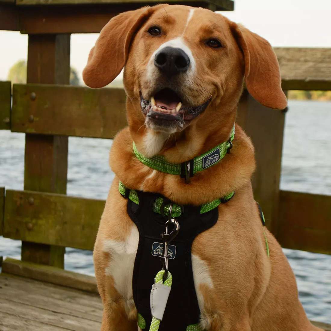 A dog with golden fur sits outdoors wearing a green reflective collar, green harness, and a green rope leash. The collar features green woven webbing with reflective stitching and black trim. The green harness includes reflective‑stitched straps and a black padded chest panel with a metal D‑ring. The green rope leash is attached with a silver swivel snap. The background includes wooden fencing, grass, and natural daylight.