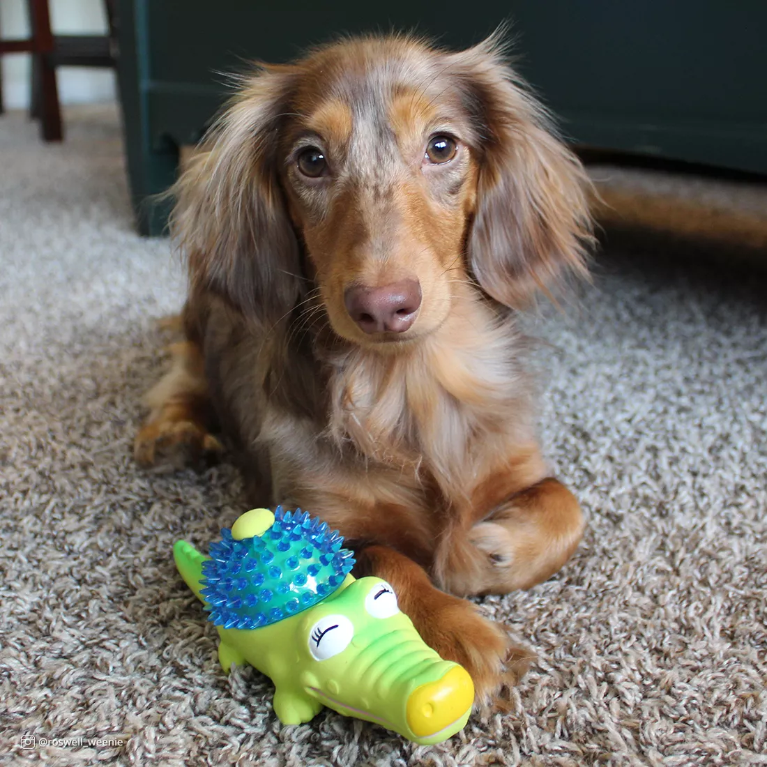 Lil Pals Latex Small Dog Toys