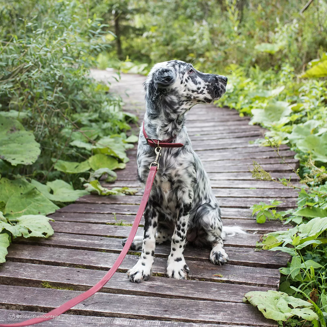 A dog sits outdoors on a brick walkway wearing a collar attached to the Circle T® Rustic Leather Dog Leash in Brick Red. The leash extends from the dog’s collar and is held off‑frame. The brick‑red leather strap displays natural texture and a soft matte finish. The background includes green shrubs, brick pavers, and natural outdoor lighting.