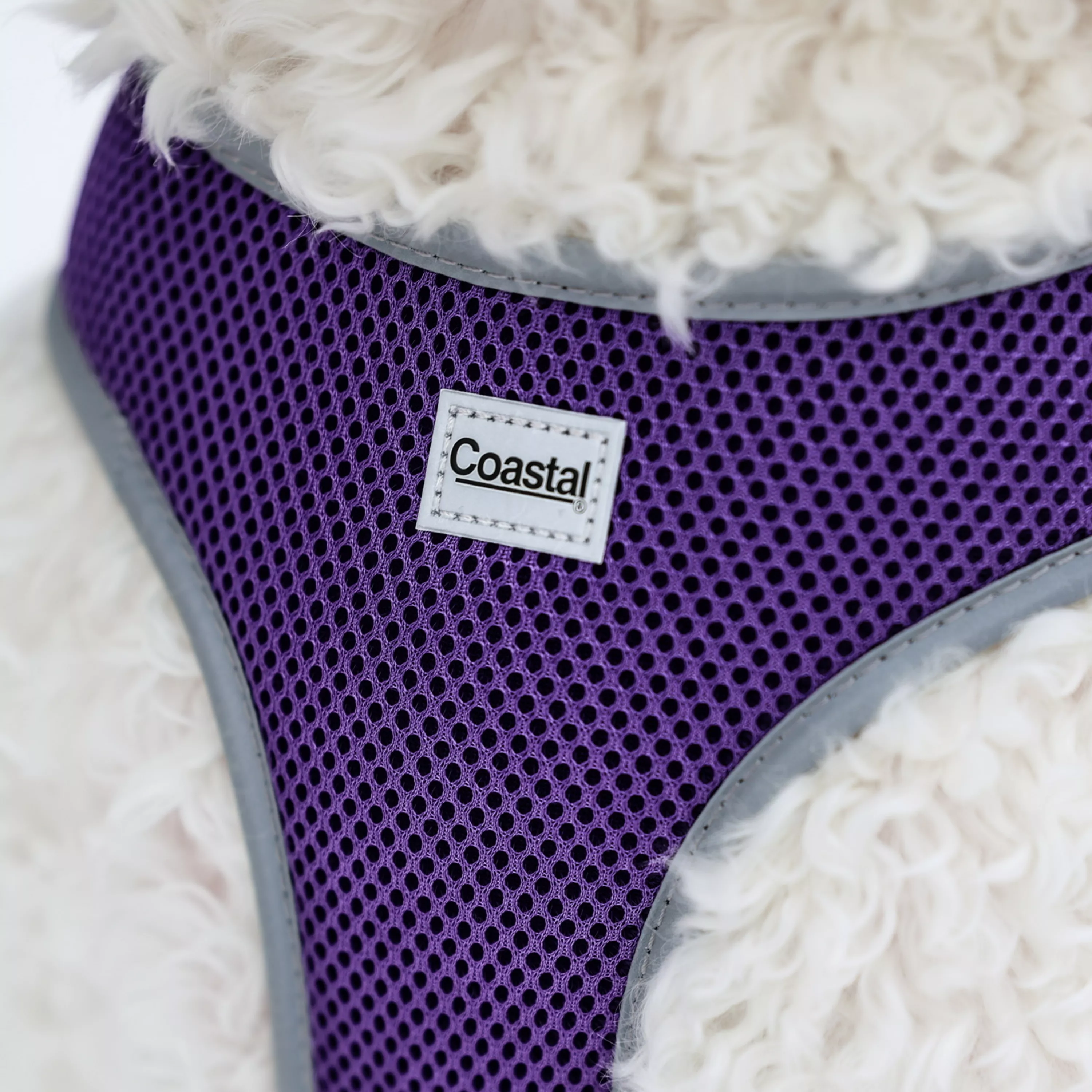 A close-up of a purple mesh dog harness on a fluffy dog.