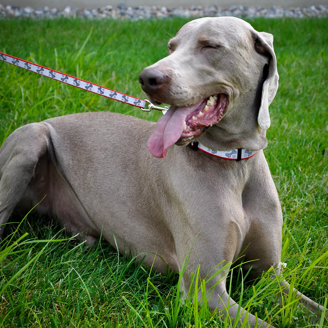 A dog wearing a red reflective dog collar and matching red reflective leash is outdoors in grass. The collar features a red webbing strap topped with a light‑gray reflective strip displaying a laser‑etched pattern of alternating paw prints and bone shapes. The collar includes a black plastic buckle and a silver D‑ring where the leash attaches. The leash has a red woven strap backed with a matching reflective strip and is connected to the collar with a silver swivel snap.