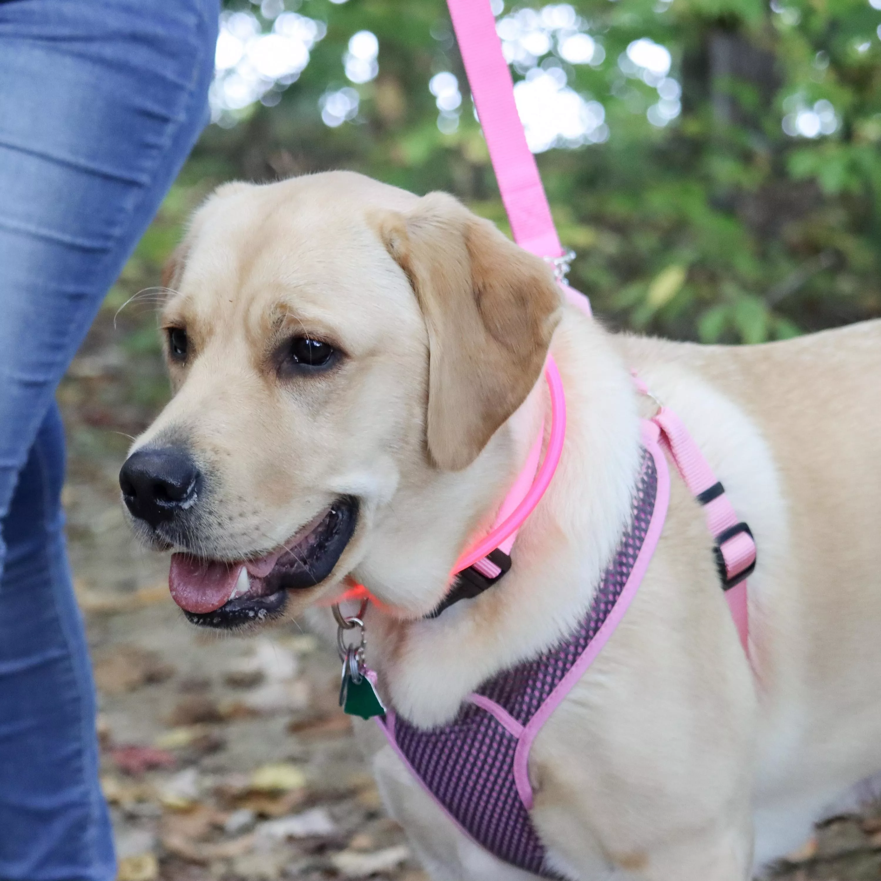 A light‑colored dog stands outdoors near a tree wearing a gray and pink Comfort Soft Sport Wrap adjustable dog harness. The harness includes a padded gray mesh chest panel with gray edging, pink woven straps with black plastic adjustment sliders, and a silver‑tone D‑ring. A bright pink USB light‑up neck ring is worn above the harness. A pink woven leash attaches to the dog’s collar. The background includes trees and grass.