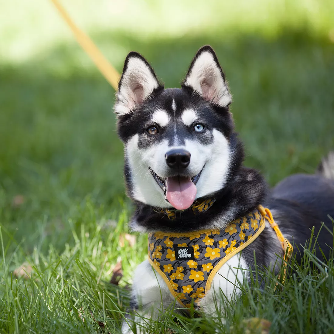 A dog sits on green grass wearing a coordinated ribbon harness and collar in a yellow buttercup floral pattern. The harness features adjustable straps with a repeating yellow‑and‑black floral ribbon overlay and a metal D‑ring at the top. The collar has the same ribbon pattern and a metal buckle. A yellow leash is clipped to the harness. The background consists of grass and soft outdoor lighting.